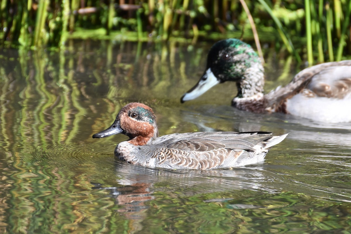 Green-winged Teal - ML643544551