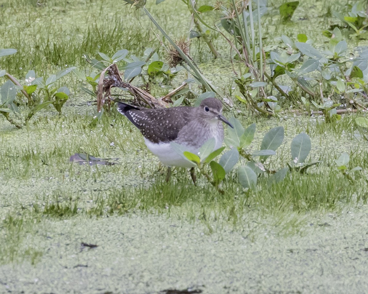 Solitary Sandpiper - ML643544559