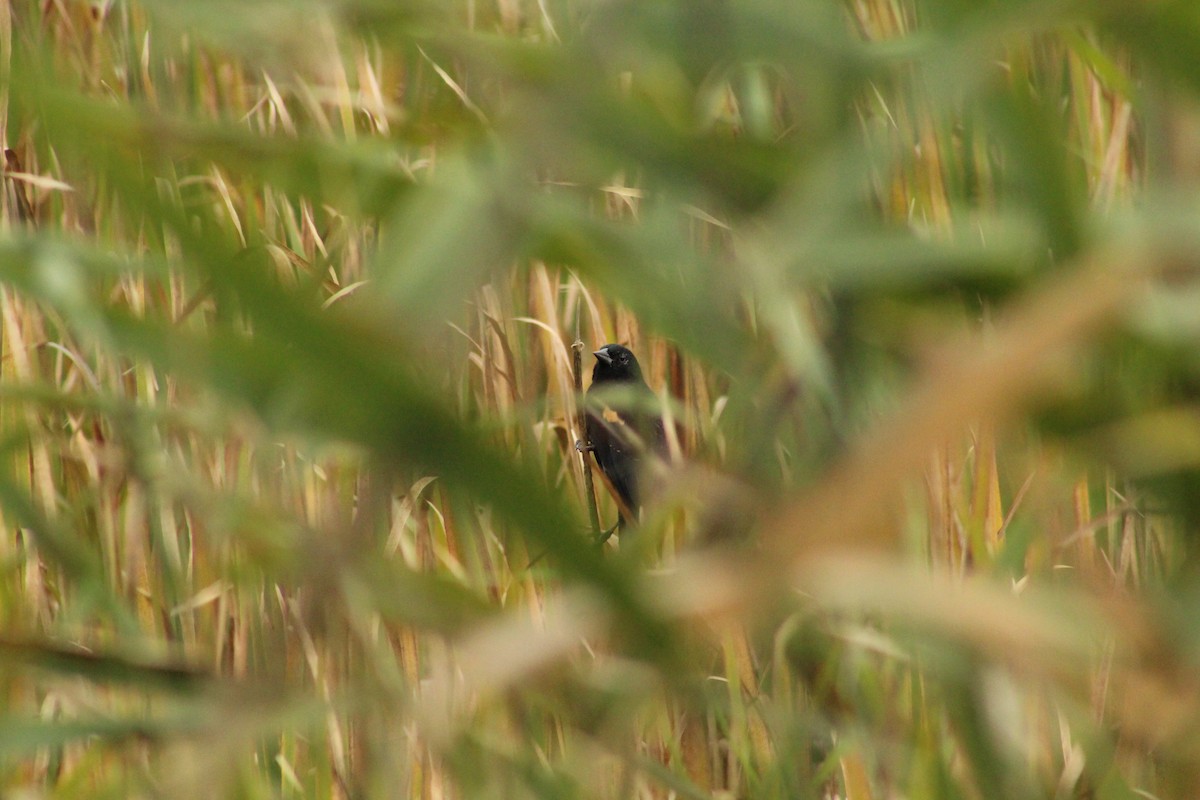 Red-winged Blackbird - ML643544566
