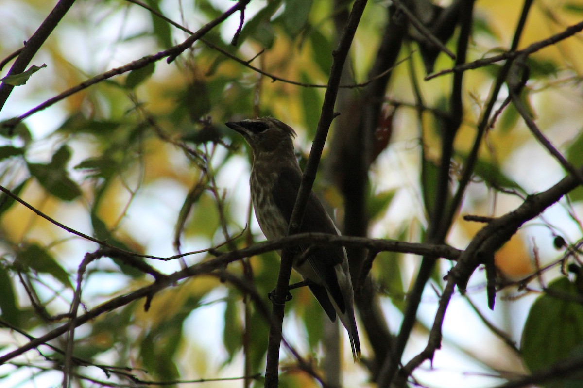 Cedar Waxwing - ML643544571