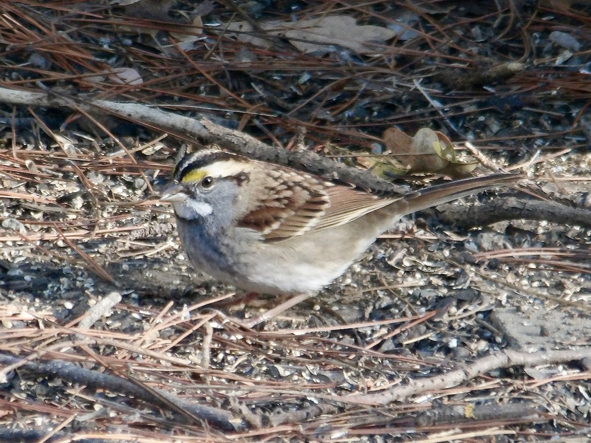 White-throated Sparrow - ML643544583