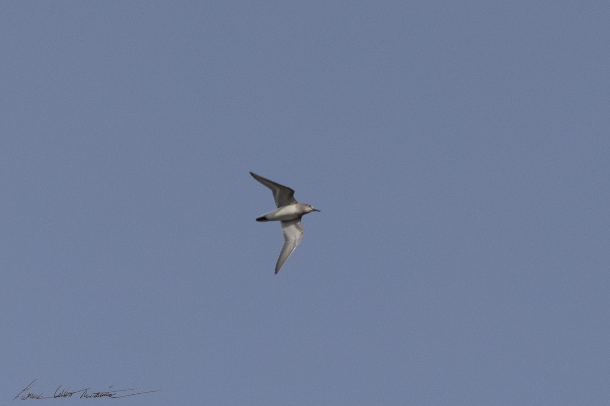 White-rumped Sandpiper - ML643544588