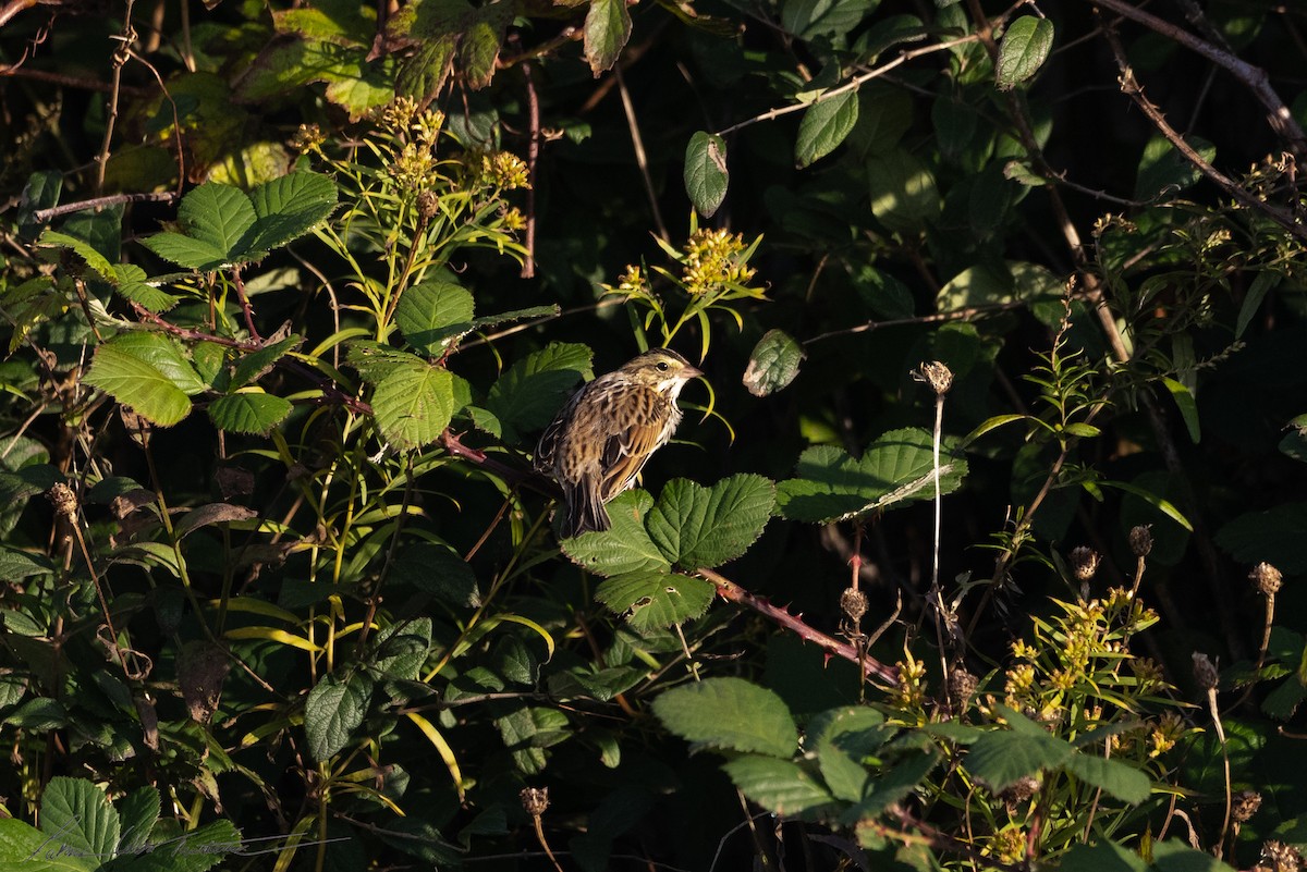Savannah Sparrow (Savannah) - ML643544602