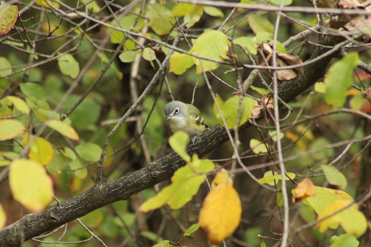 Blue-headed Vireo - ML643544634
