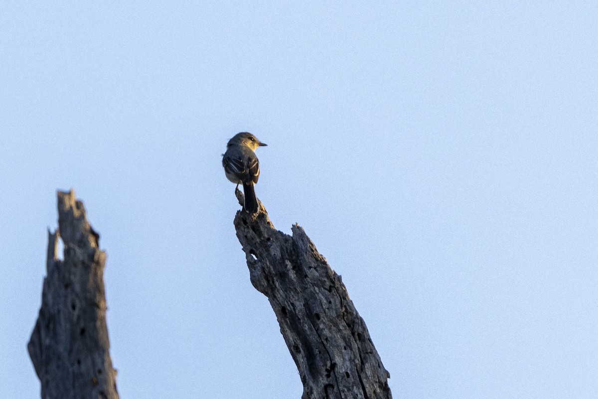 Gray Tit-Flycatcher - ML643544637