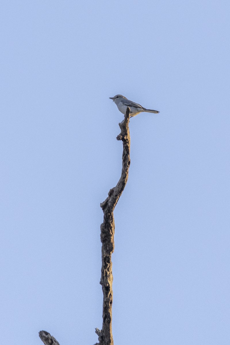 Gray Tit-Flycatcher - ML643544638