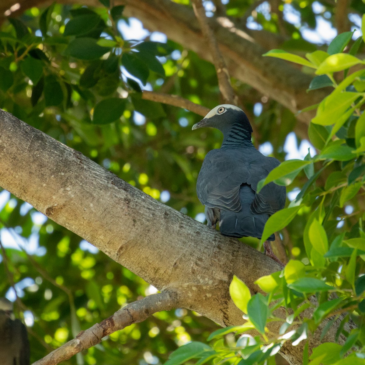 White-crowned Pigeon - ML643544641