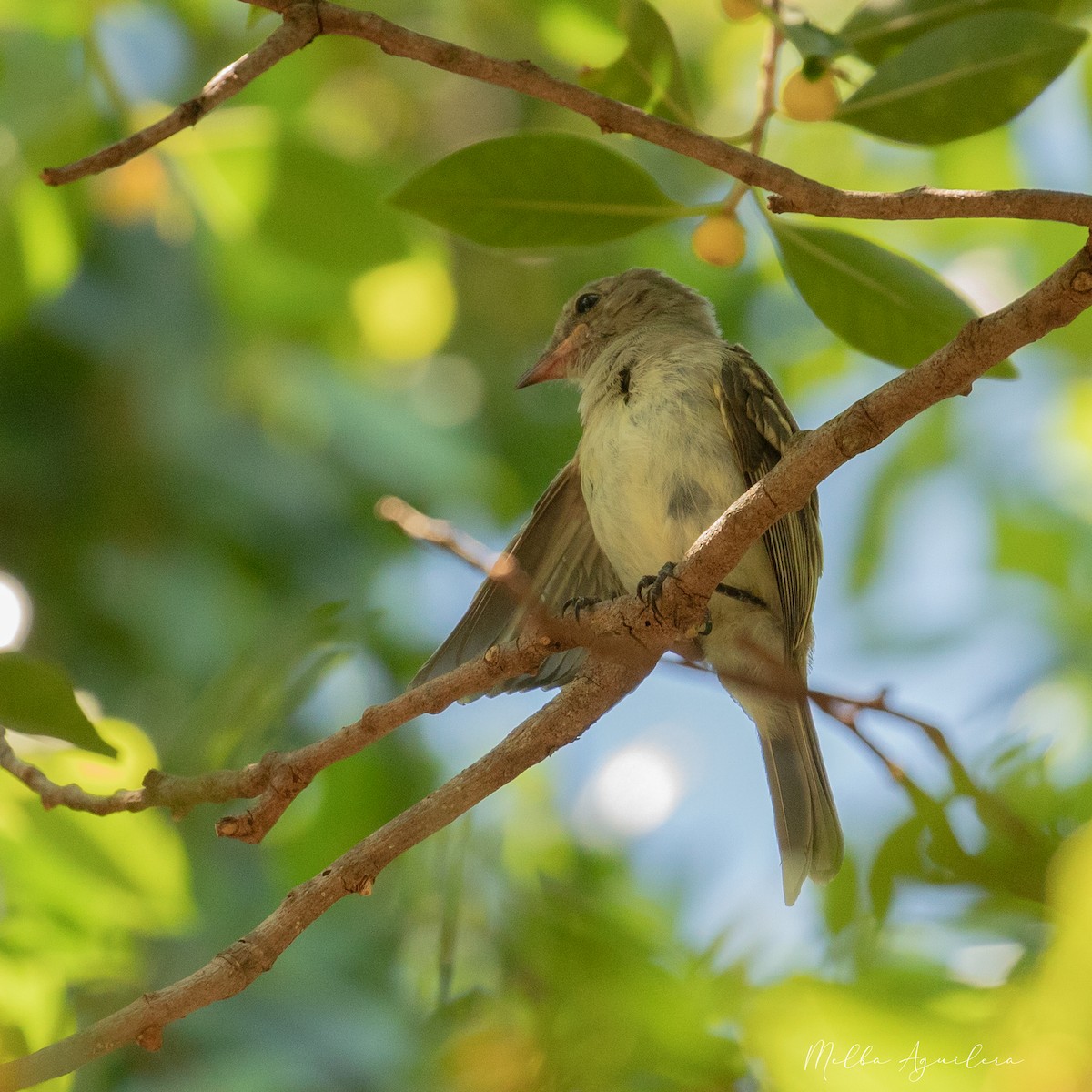 Caribbean Elaenia - ML643544643