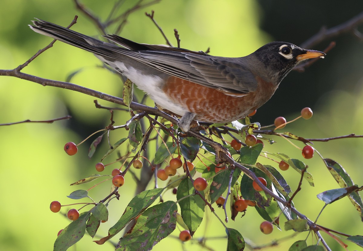 コマツグミ - ML643544669