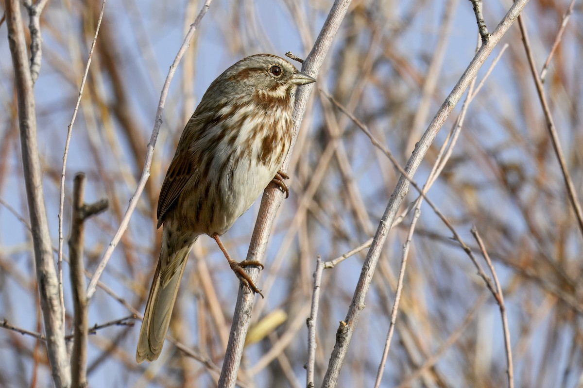 Song Sparrow - ML643544688