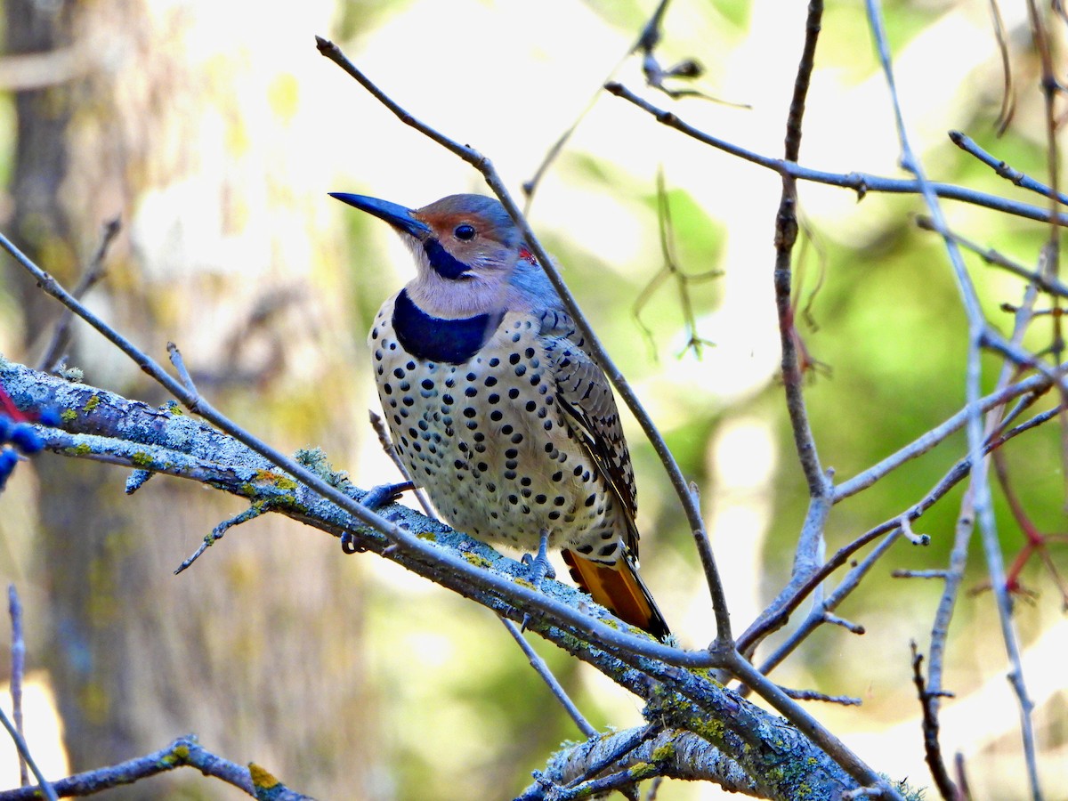 Northern Flicker - ML643544702