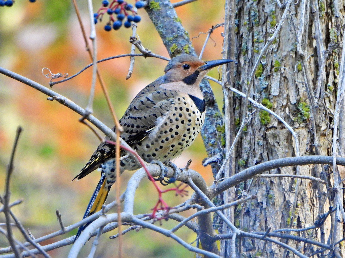 Northern Flicker - ML643544703