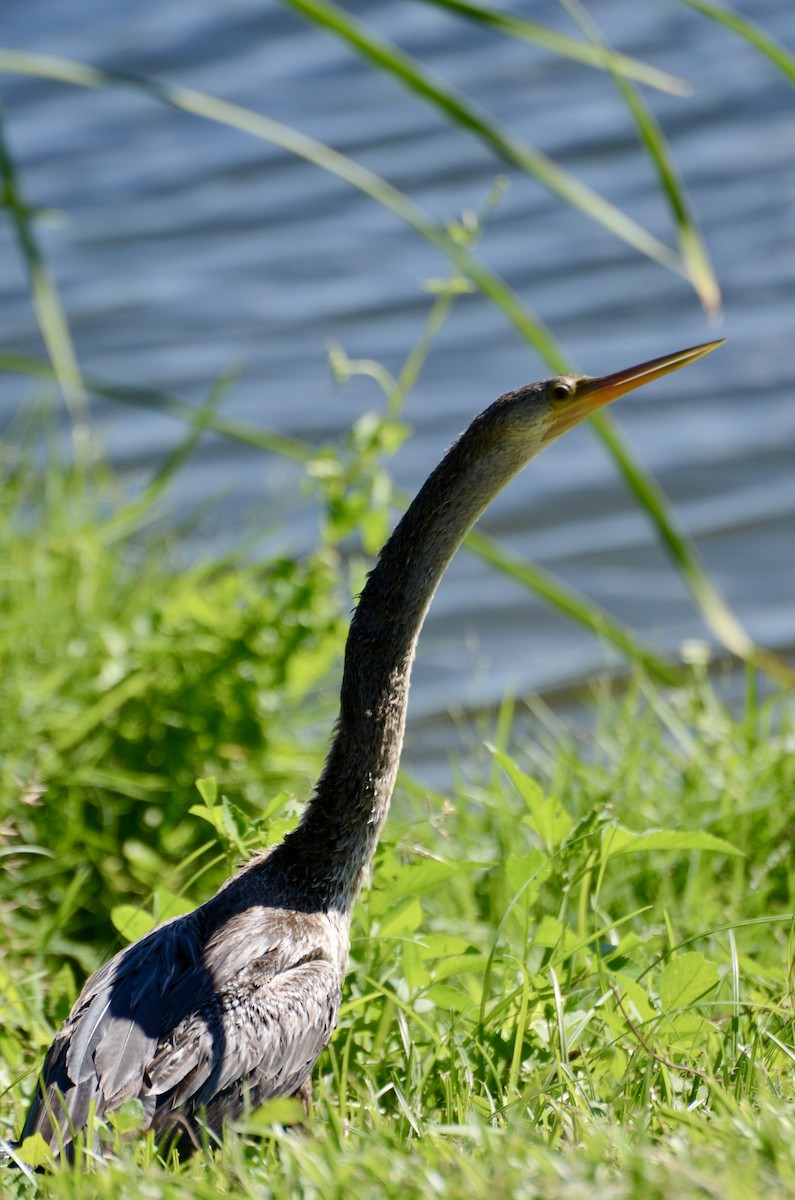 Anhinga - ML643544727