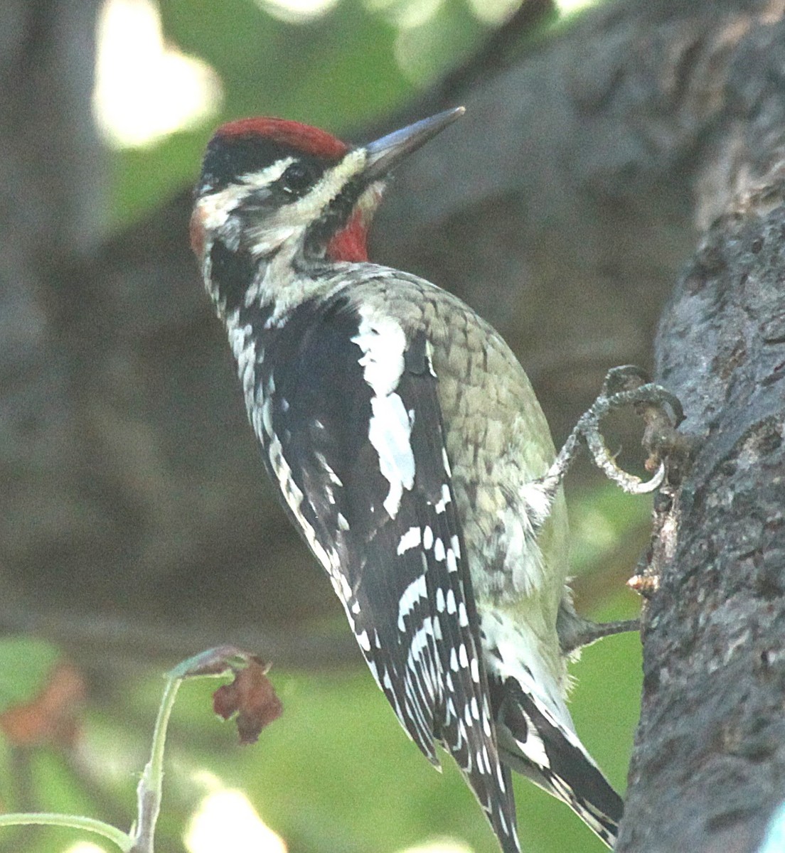 Red-naped Sapsucker - ML643544731