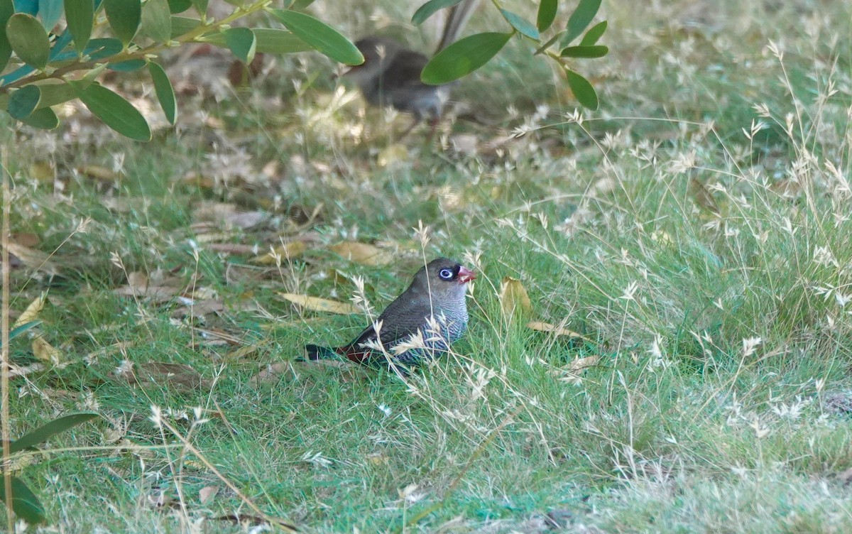 Beautiful Firetail - ML643544754