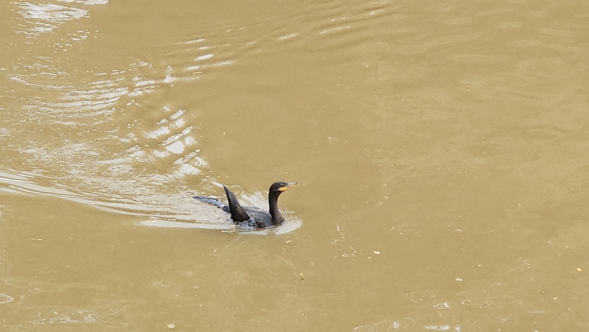 kormorán neotropický - ML643544755