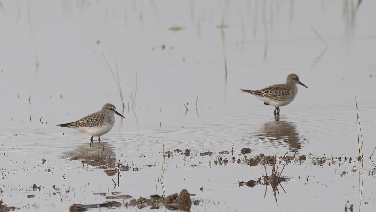 White-rumped Sandpiper - ML643544757