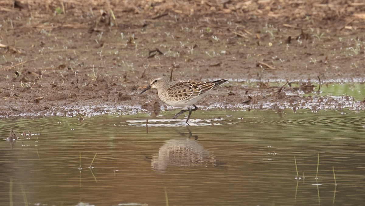 White-rumped Sandpiper - ML643544758