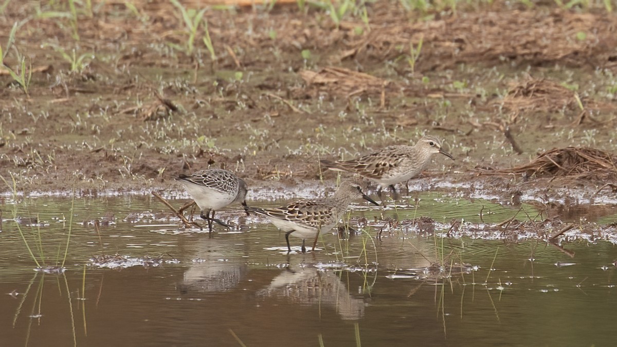 White-rumped Sandpiper - ML643544759