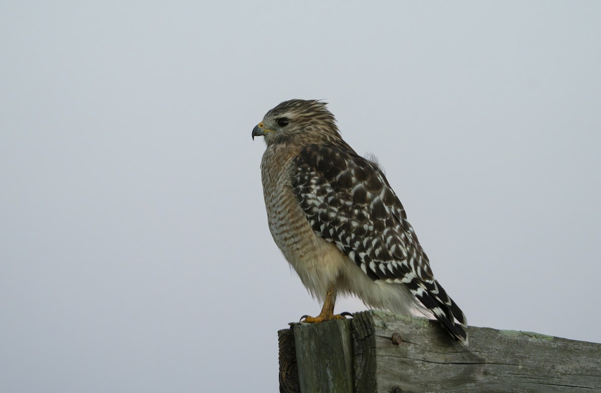 Red-shouldered Hawk - ML643544760