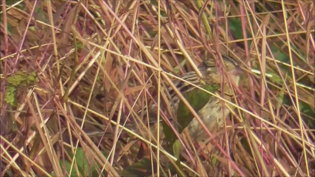 LeConte's Sparrow - ML643544762