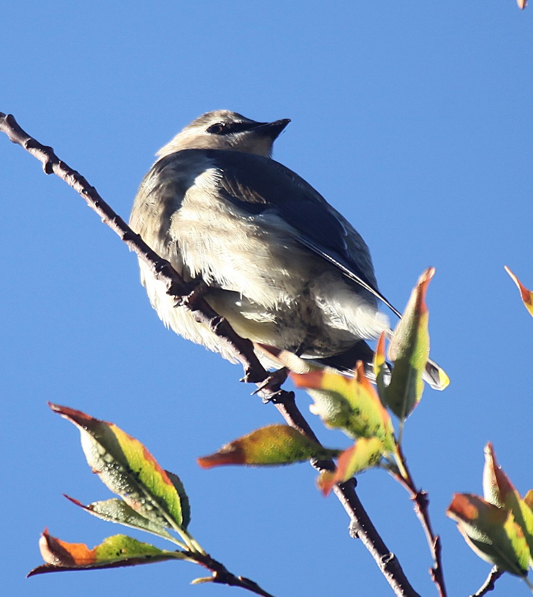 Cedar Waxwing - ML643544771