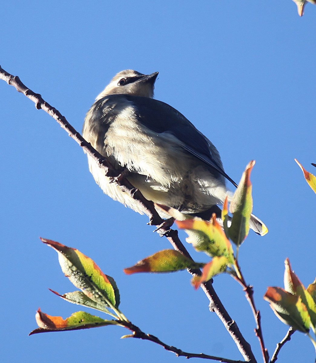Cedar Waxwing - ML643544772