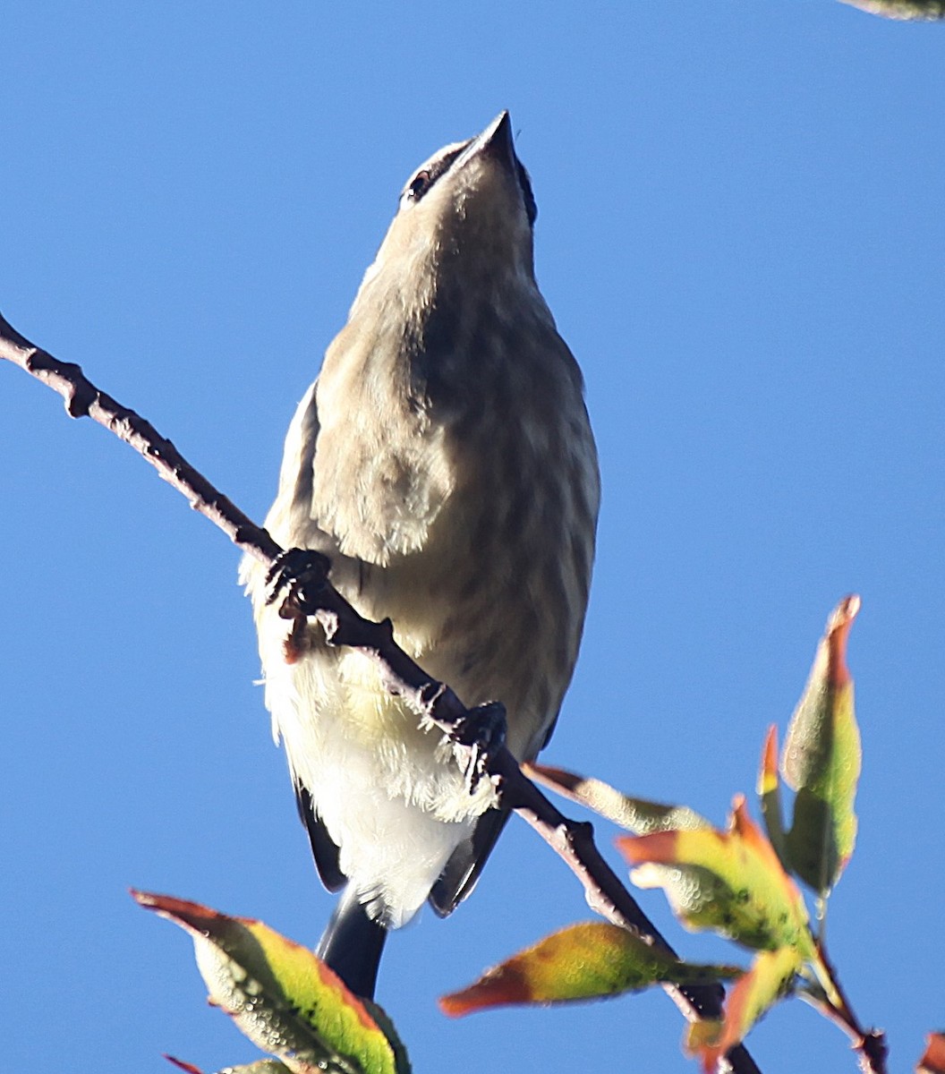 Cedar Waxwing - ML643544773