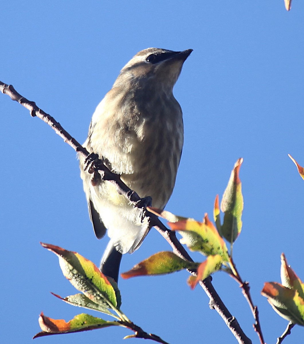 Cedar Waxwing - ML643544774