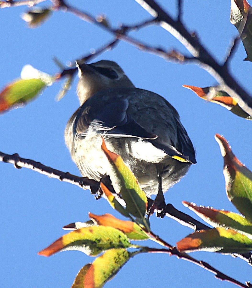 Cedar Waxwing - ML643544775