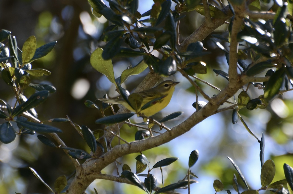 Prairie Warbler - ML643544787