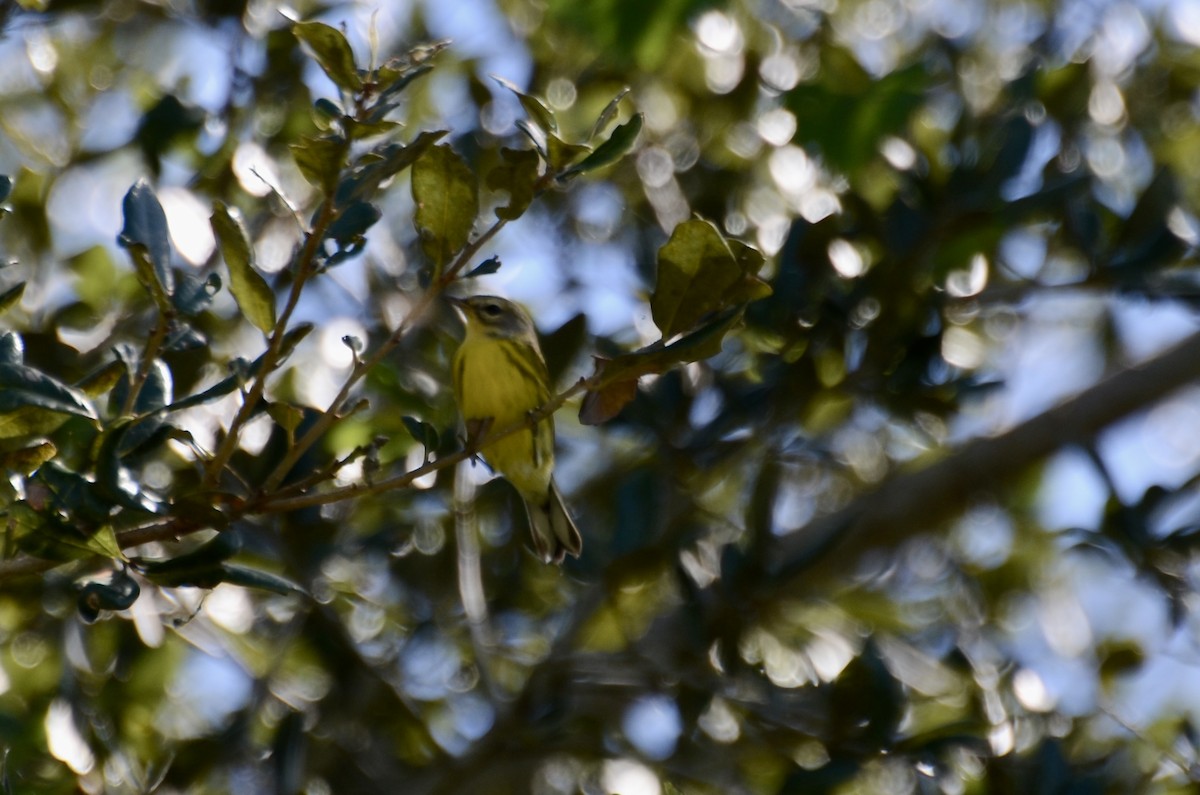 Prairie Warbler - ML643544788