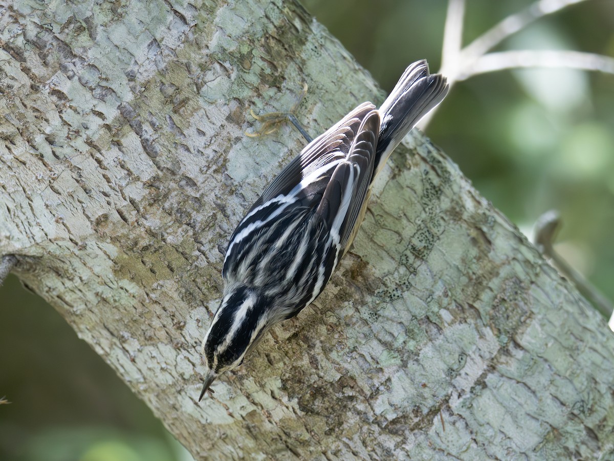 Black-and-white Warbler - ML643544791