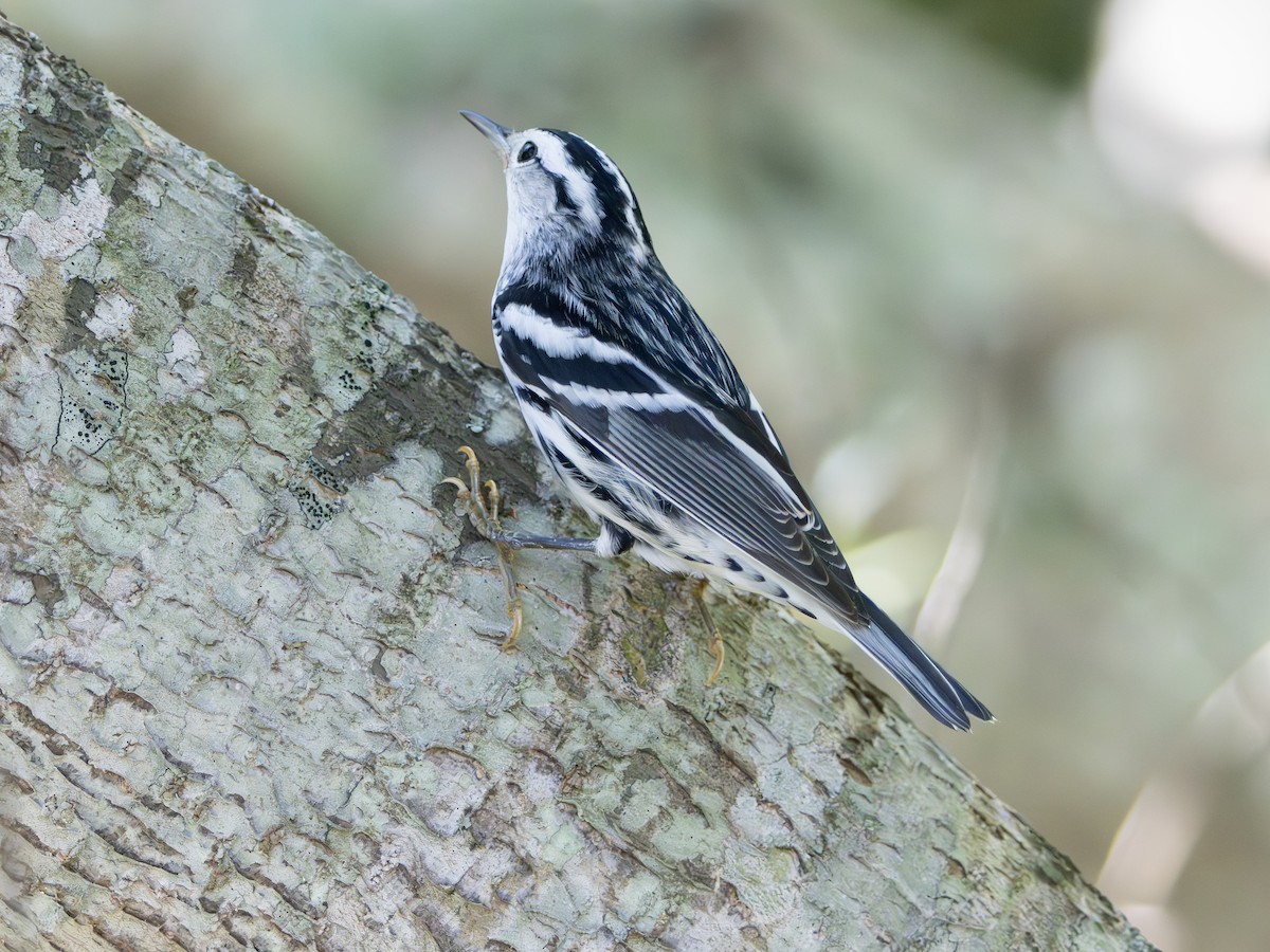 Black-and-white Warbler - ML643544792
