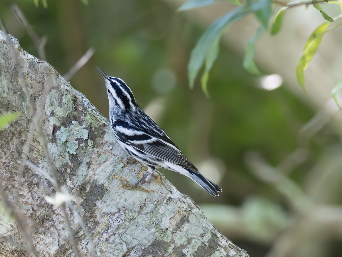 Black-and-white Warbler - ML643544794