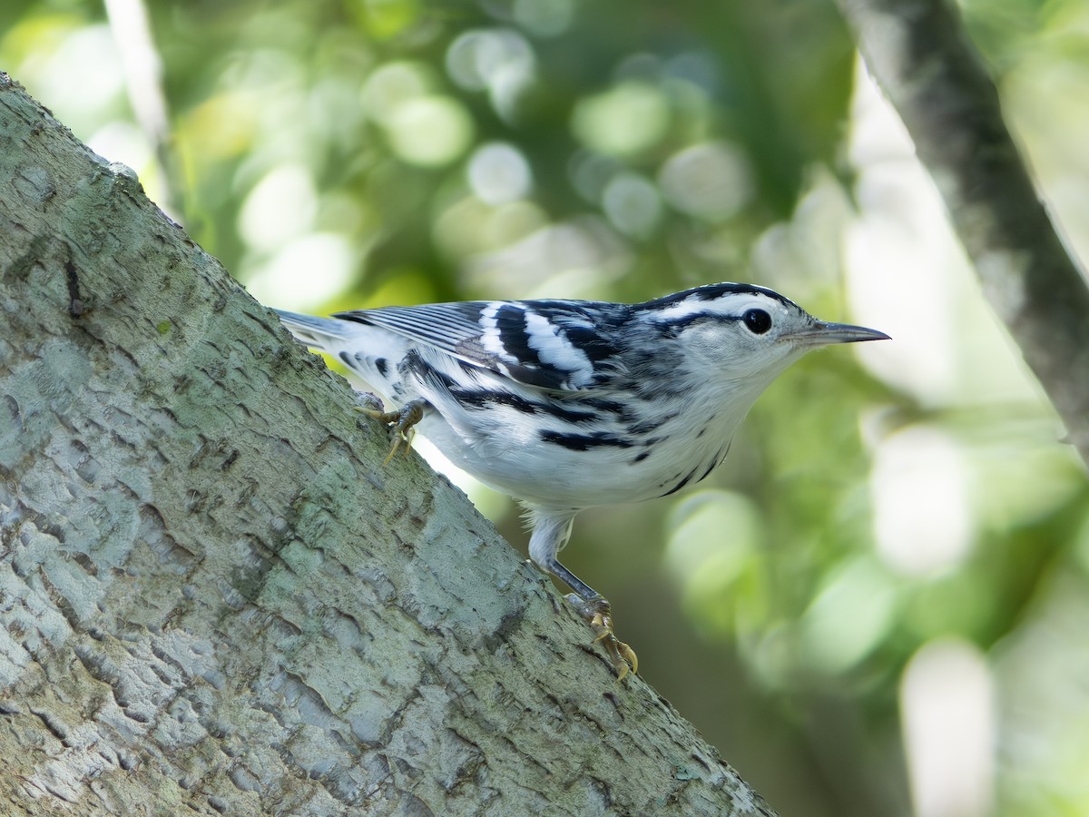 Black-and-white Warbler - ML643544795