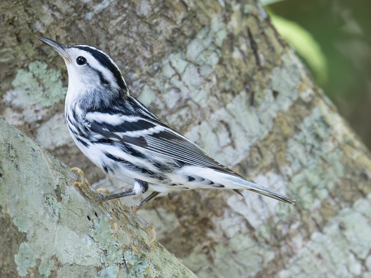 Black-and-white Warbler - ML643544796