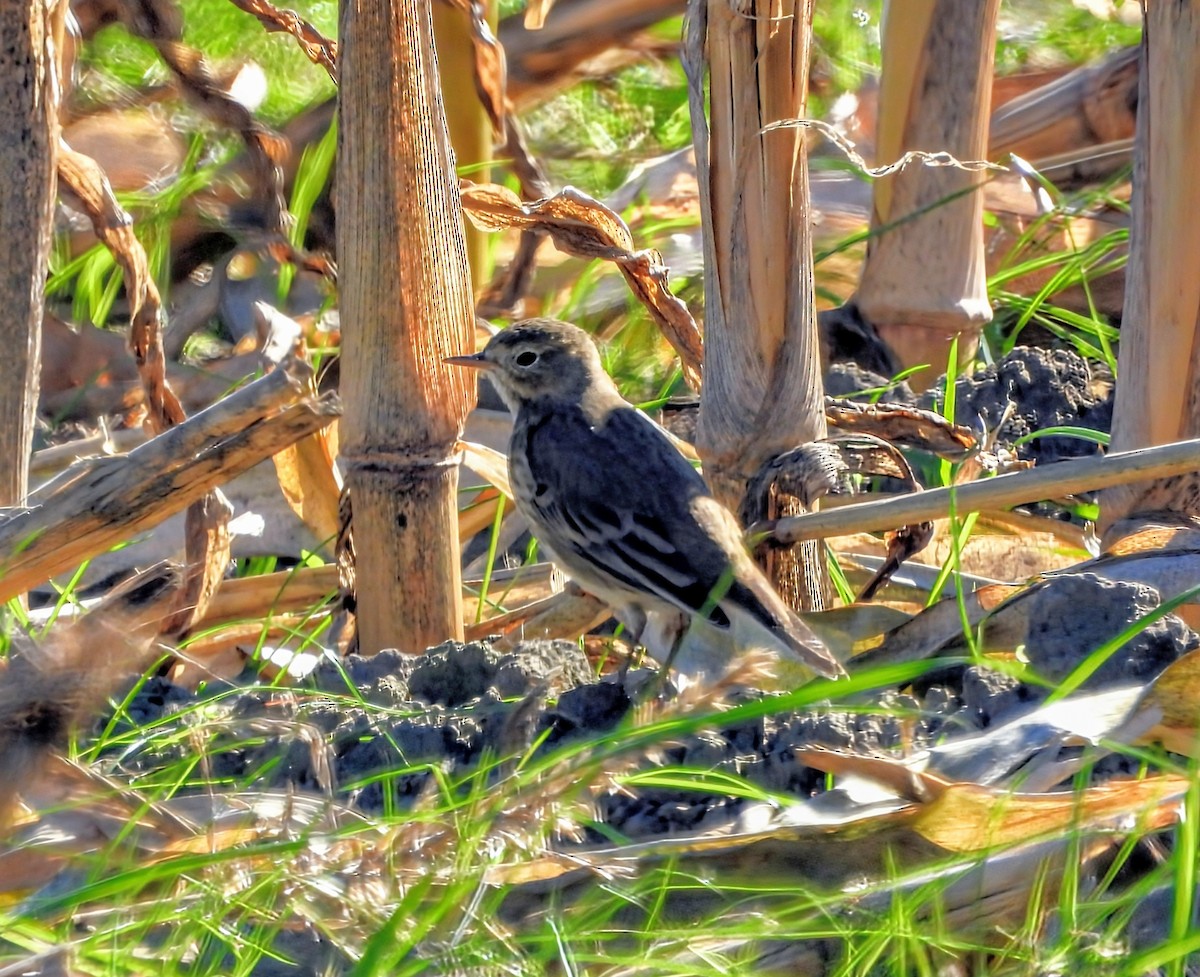 American Pipit - ML643544804