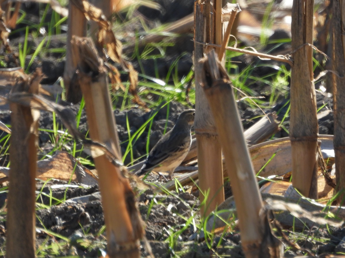 American Pipit - ML643544805