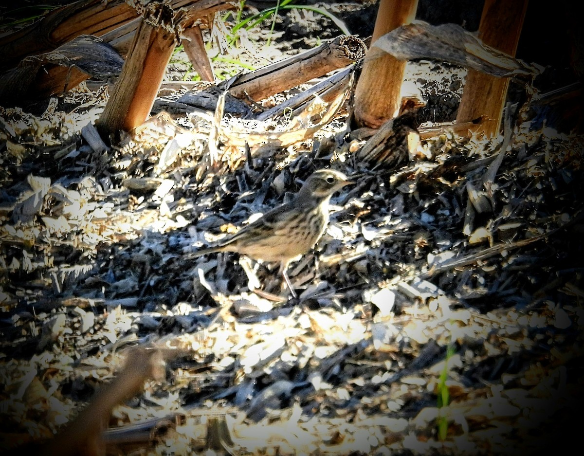 American Pipit - ML643544806