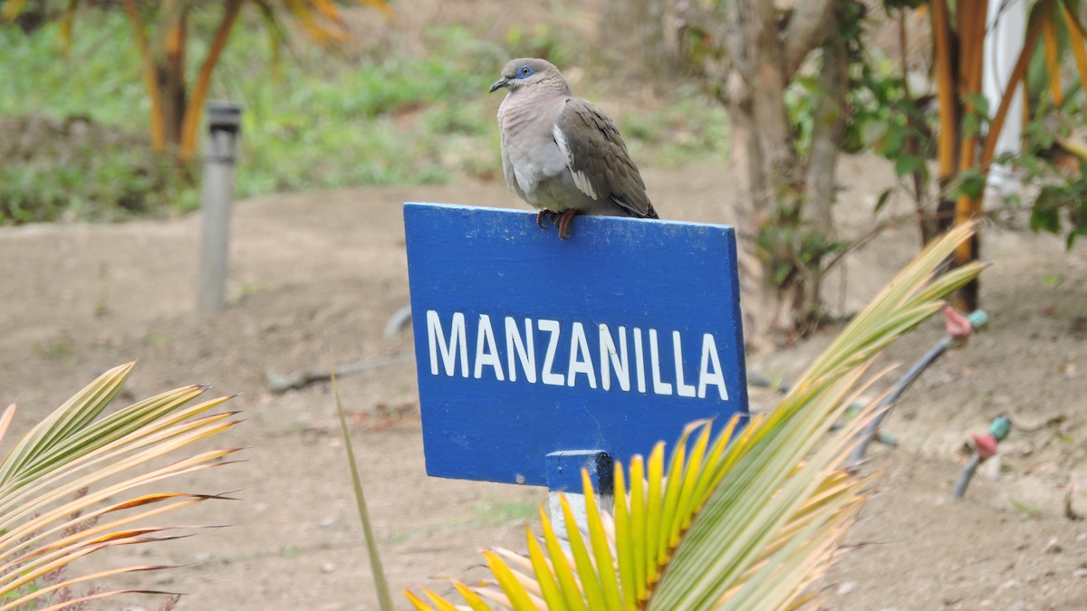 West Peruvian Dove - ML643544808