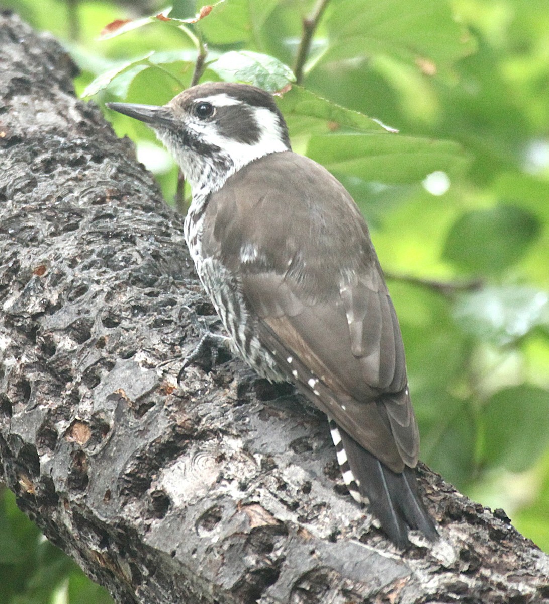 Arizona Woodpecker - ML643544819