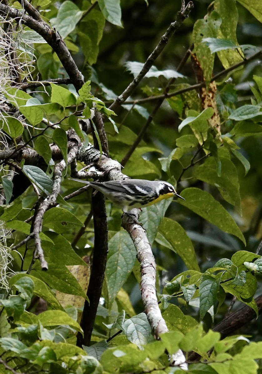 Yellow-throated Warbler - ML643544870