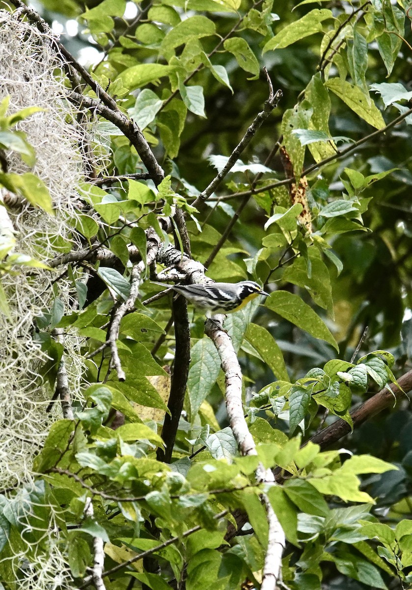 Yellow-throated Warbler - ML643544871