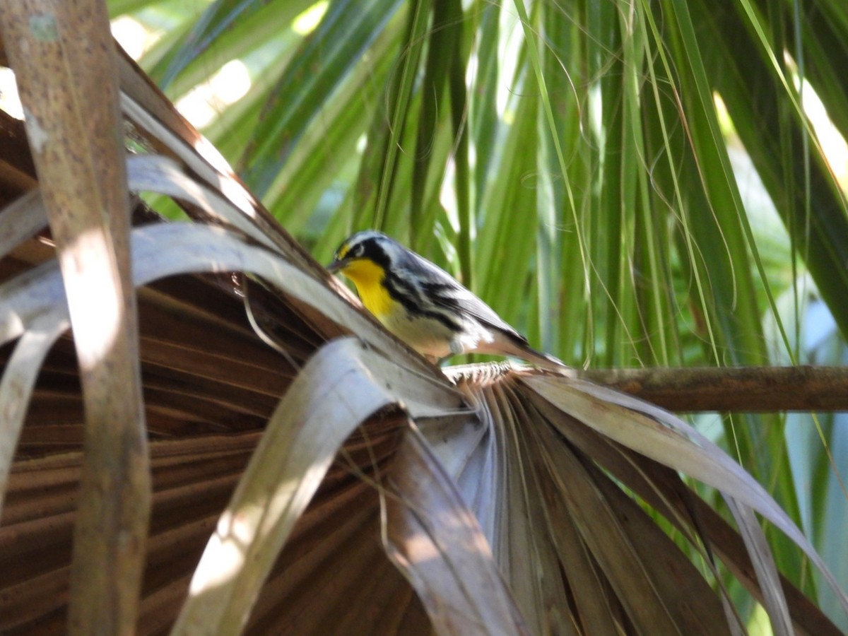 Yellow-throated Warbler - ML643544880