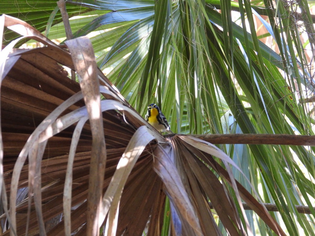 Yellow-throated Warbler - ML643544881