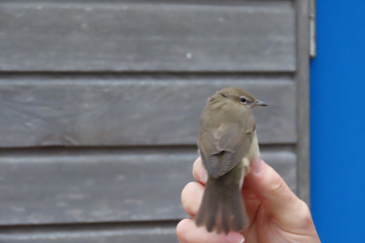 Garden Warbler - ML643544883