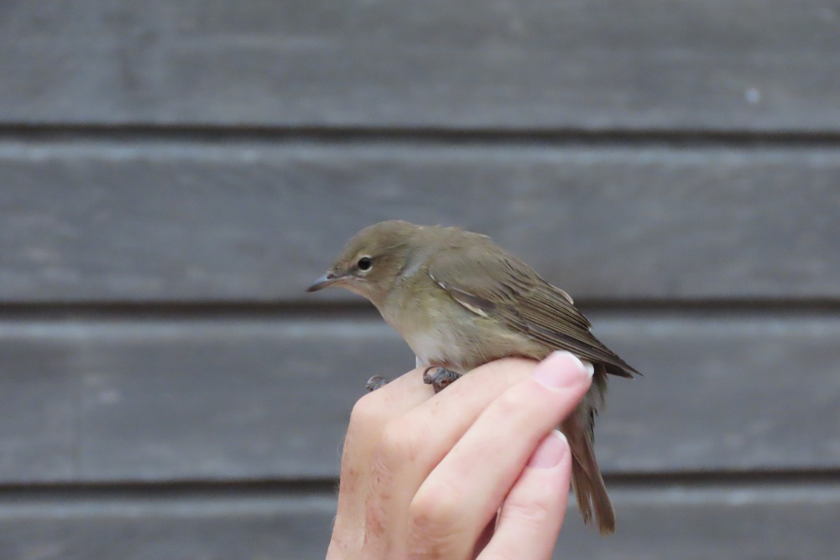 Garden Warbler - ML643544884