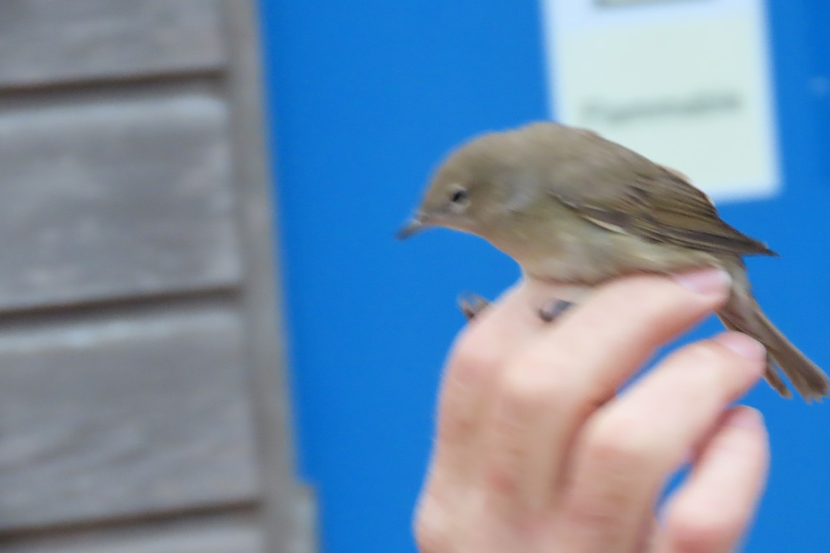 Garden Warbler - ML643544885