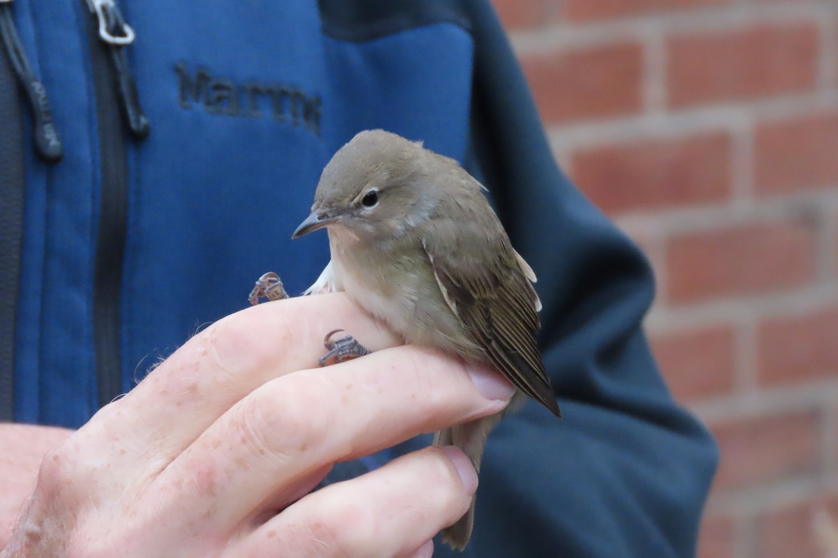 Garden Warbler - ML643544886